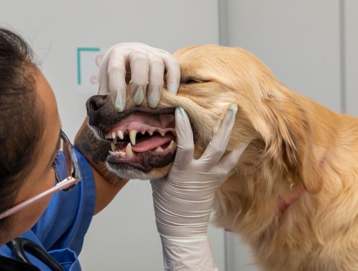 Nevada Pet Dentist